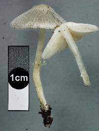 Leucoagaricus serenus image