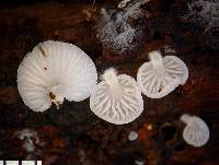 Crepidotus lateralipes image