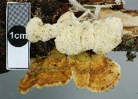 Trametes hirsuta image