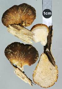 Polyporus hypomelanus image