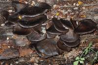 Pleurotus purpureo-olivaceus image