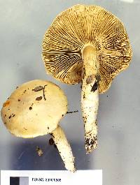 Cortinarius alboaggregatus image