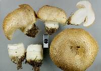 Agaricus perobscurus image