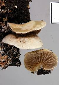 Crepidotus novae-zealandiae image