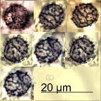 Russula acrolamellata image
