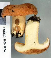 Lactifluus aurantioruber image