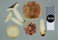 Russula laccata image