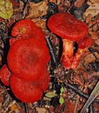 Dermocybe cramesina image