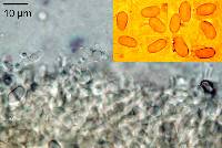 Heimiomyces neovelutipes image