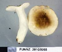 Russula roseopileata image