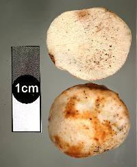 Gymnomyces parvisaxoides image