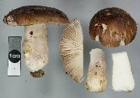 Russula griseostipitata image