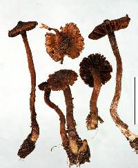 Inocybe fuscosquarrosa image