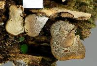 Hohenbuehelia brunnea image