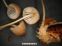 Mycena cystidiosa image