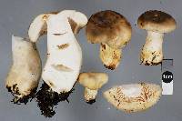 Russula amoenolens image