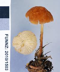 Marasmius elegans image