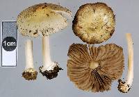 Inocybe sylvicola image