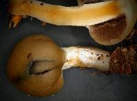 Psilocybe weraroa image