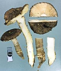 Amanita inopinata image