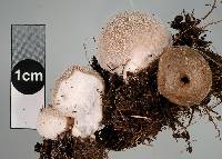 Lycoperdon glabrescens image