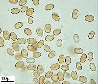 Pholiota subflammans image