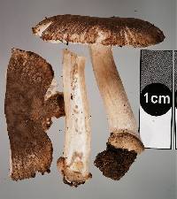 Amanita nehuta image