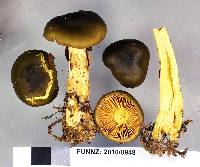 Dermocybe alienata image