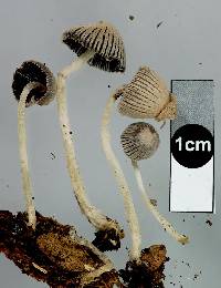 Coprinopsis coniophora image