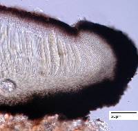 Patellaria atrata image