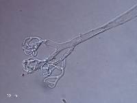 Peronospora parasitica image