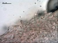 Russula rimulosa image