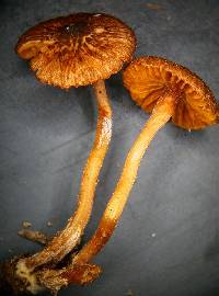 Inocybe serrata image