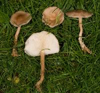 Rugosomyces carneus image