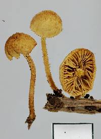 Phaeomarasmius ciliatus image