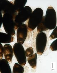 Bactrodesmium abruptum image