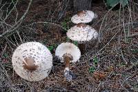 Chlorophyllum rachodes image