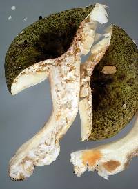 Russula atroviridis image