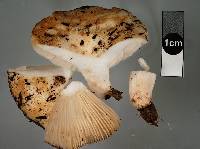 Russula allochroa image