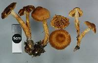 Cortinarius saniosus image