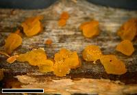 Dacrymyces lacrymalis image