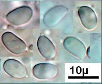 Mycena capillaripes image