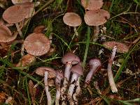 Cortinarius lubricanescens image