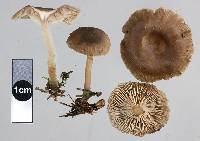 Clitocybe brunneoceracea image