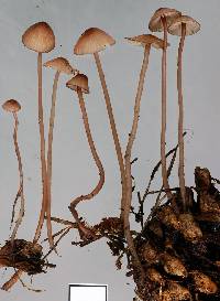 Mycena sanguinolenta image