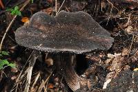 Pluteus similis image