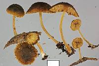 Simocybe phlebophora image