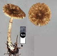 Leucoagaricus rubrotinctus image