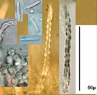 Subulicystidium longisporum image