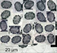 Lactarius pubescens image